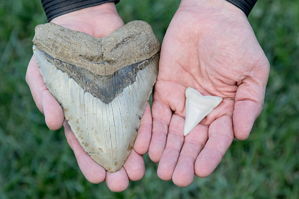 istock Megalodon Tooth VS Great White Shark 542827430