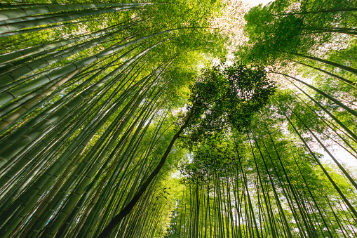 Beautiful green bamboo forest in Japan