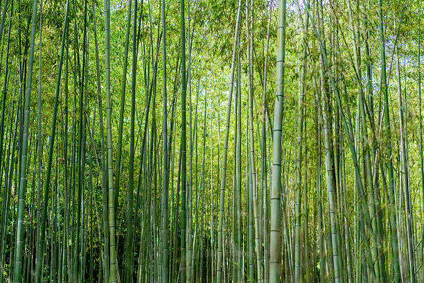 bosque de bambú  - tree bamboo tall japanese culture fotografías e imágenes de stock