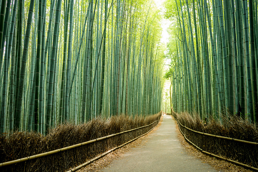 Beautiful bamboo forest with a path in between at Kyoto, Japan
