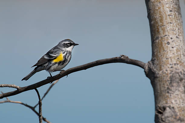 Perched over the water, a yellow-rumped warbler searches for insects along the shoreline waters of Harriman Lake Park just outside Denver in Littleton, Colorado.