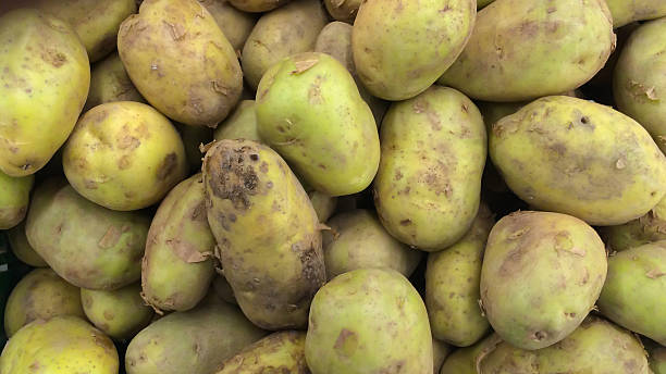 istock Fresh potatoes sold on market. 542828688