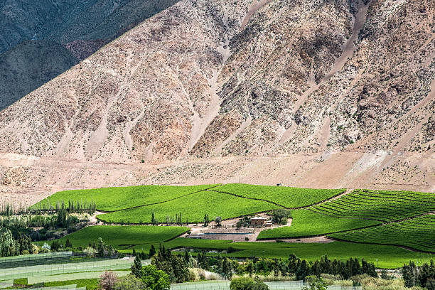 виноградники долины эльки, пустыня атакама, чили - coquimbo region стоковые фото и изображения