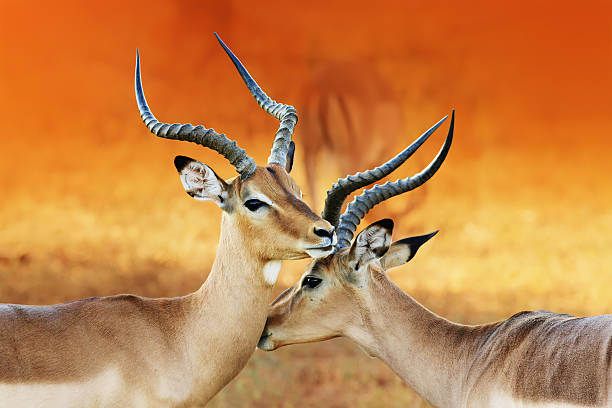 due impala maschili (epyceros melampus) - repubblica della namibia foto e immagini stock