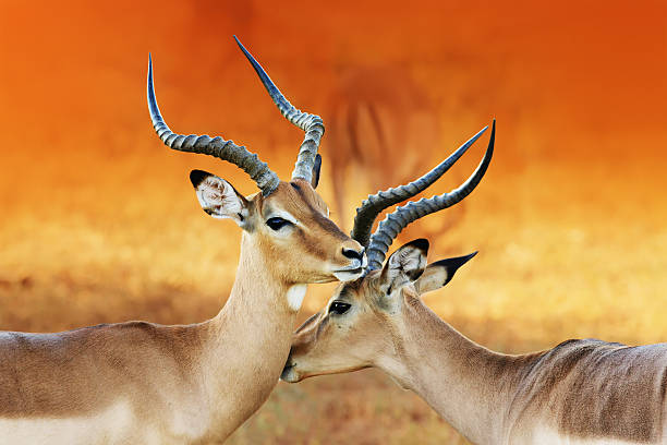 Two male impala's ( Aepyceros melampus ) Impala affection ( Aepyceros melampus ) Two male impala's having an intimate moment during a time of battle, the rutting season. namibia photos stock pictures, royalty-free photos & images