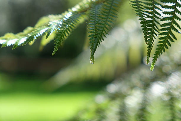 liści paproci z kropli wody deszczowej. - fern new zealand macro frond zdjęcia i obrazy z banku zdjęć