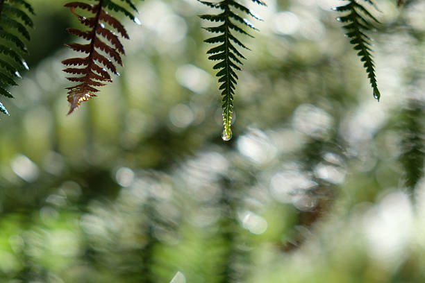 frondas de helechos con gotas de agua de lluvia - water rainforest frond tropical climate fotografías e imágenes de stock