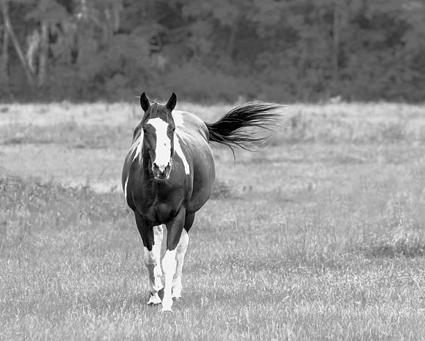 istock Horse walking toward camera in BW 542831330