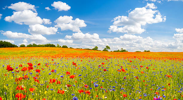 istock wild poppies and wild flowers 542831338