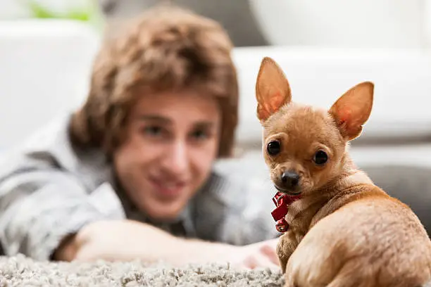 Photo of Curious little chihuahua looking at the camera