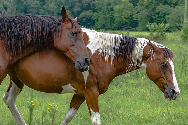 istock Two horses walking in a pasture 542831506