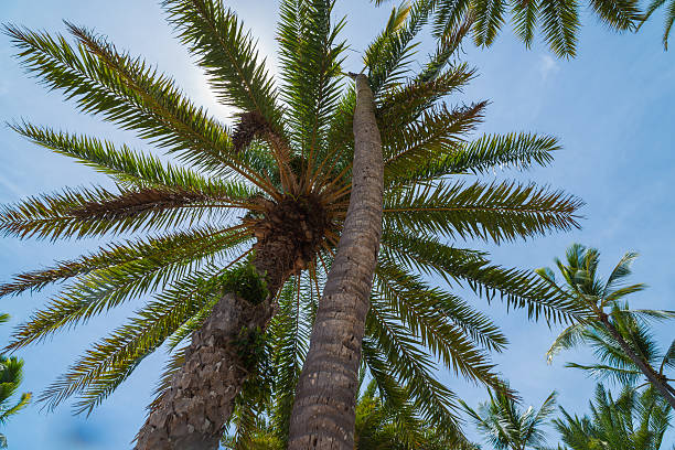 istock Coconut Palm in Hawaii 542831714