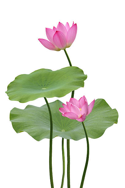istock Lotus and Lotus leaf 542831810