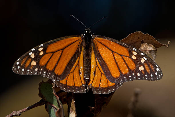 Monarch butterfly stock photo