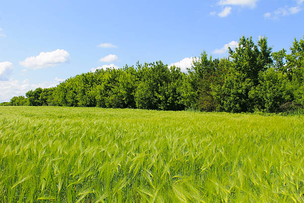 istock Field of green wheat 542832142