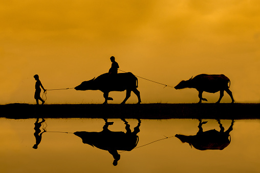 Silhouette of farmer boys at Phatthalung Province, Thailand