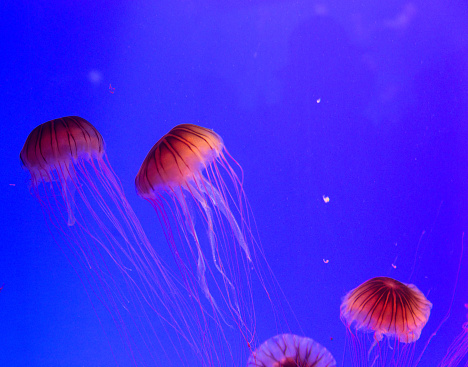 Group of glowing jellyfish in water.