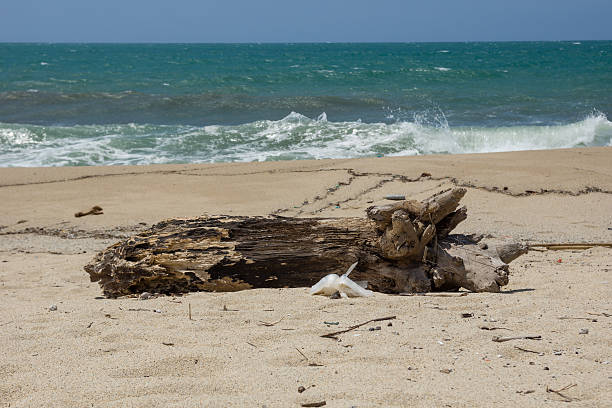 Tree trunk washed ashore by a storm at Itanhaém beach in southeastern Brazil