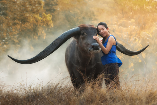 Culture of coexistence of the woman and Buffalo, Mahasarakham province, Thailand.