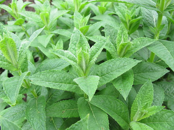 mentha aquatica, menta de agua - mentha aquatica fotografías e imágenes de stock