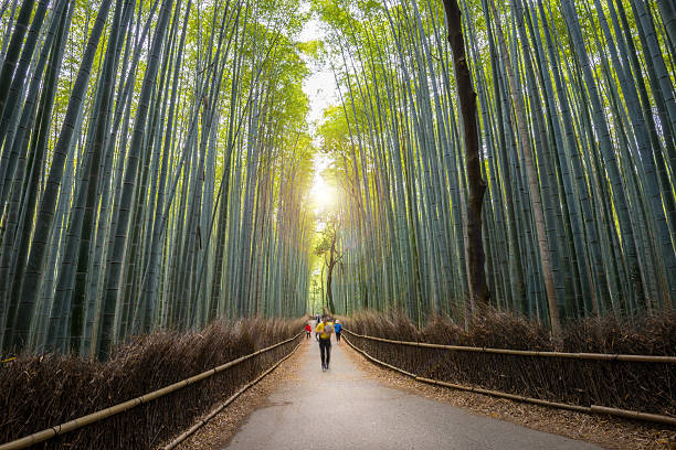 Trilha florestal de bambu em Arashiyama, Kyoto - visitantes da primeira manhã - foto de acervo