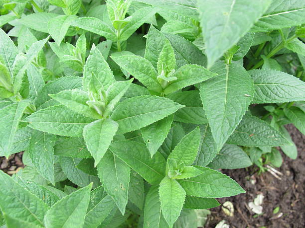 wasserminze, mentha aquatica - mentha aquatica stock-fotos und bilder