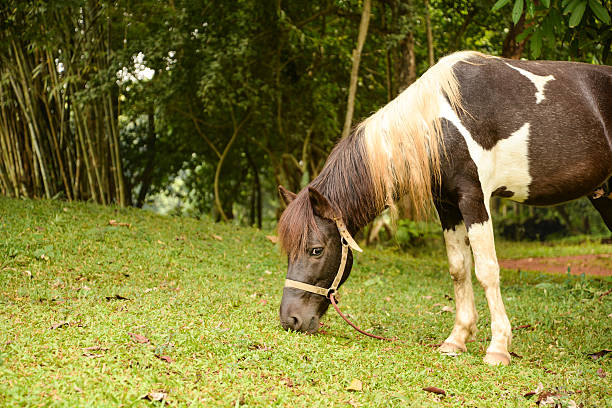 One Horse eating green grass in a field, Chiangmai, Thailand, Dec 2013
