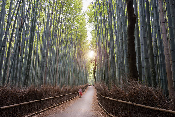 istock Bamboo forest path in Arashiyama, Kyoto - first morning visitors 542836906