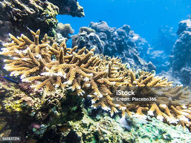 Coral Reef Staghorn Underwater Stock Photo - Download Image Now