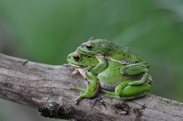 istock Rhacophorus arboreus 542837938