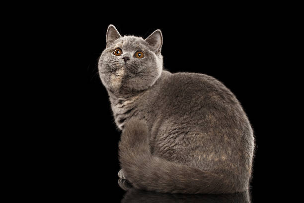 istock Furry Gray British Cat Sitting, Looking up, Isolated Black Background 542838024