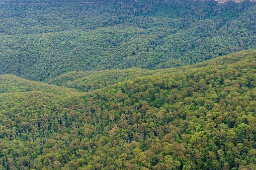 Aerial view of forest. Eucalyptus trees from above. Blue Mountains National Park, Australia