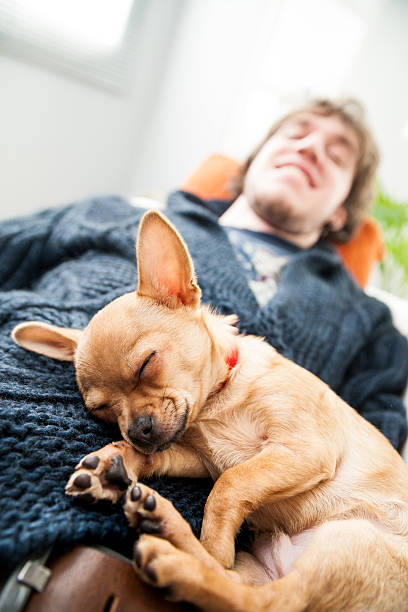 istock Cute little chihuahua fast asleep 542838332