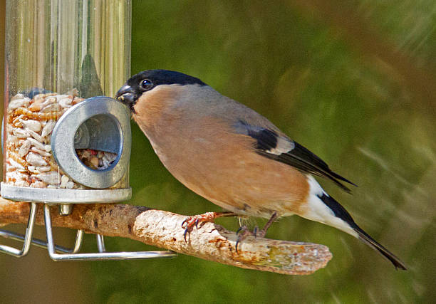 istock Female Bullfinch on a bird feeder. 542927154