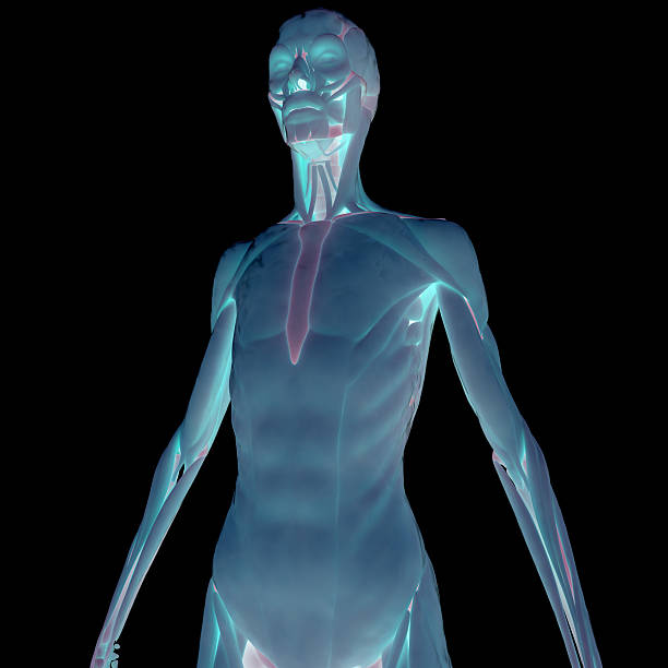 istock Human Muscle Body With Skeleton 542928388