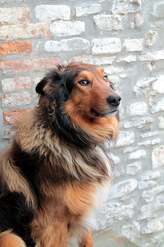 smiling collie portrait on stones wall background