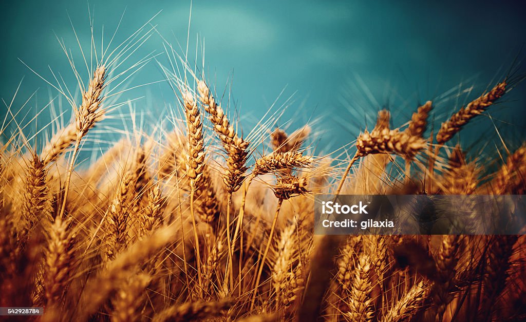 Wheat field on a stromy day. Closeup low angle view of wheat plants on a stormy summer day. It's late June and the wheat is almost fully ripe, harvest is in one week. Oat - Crop Stock Photo