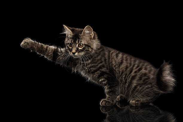 istock grabbing Kurilian Bobtail Kitty without tail Raising paw, Isolated Black 542930754