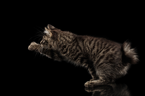grabbing Kurilian Bobtail Kitty Raising paw, Isolated Black Background, Side view, Funny Hanting Tabby Cat without tail