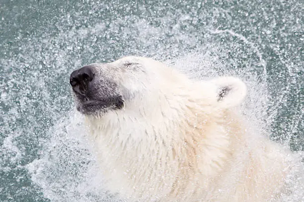 Close-up of a polarbear (icebear) in captivity, selective focus on the eye