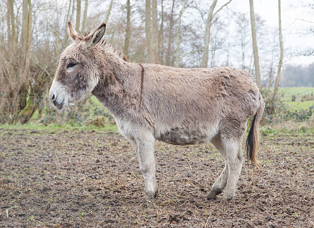 istock Donkey in the field 542932418