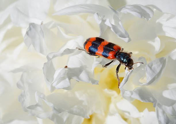 Beautiful bright bugs: red wings with dark bands, the body black.