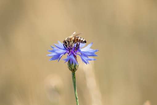 Bee on blue flower, blurred background grain of gold , cornflowers in the middle of the grain
