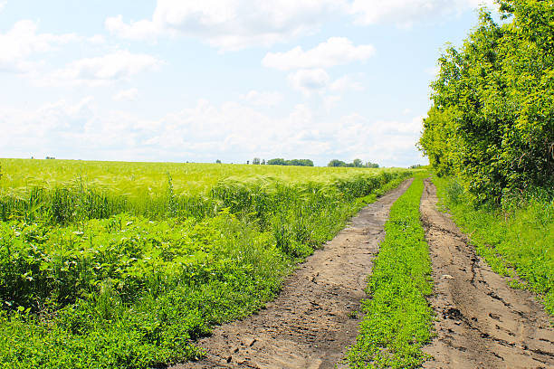 istock Field of green wheat 542935648
