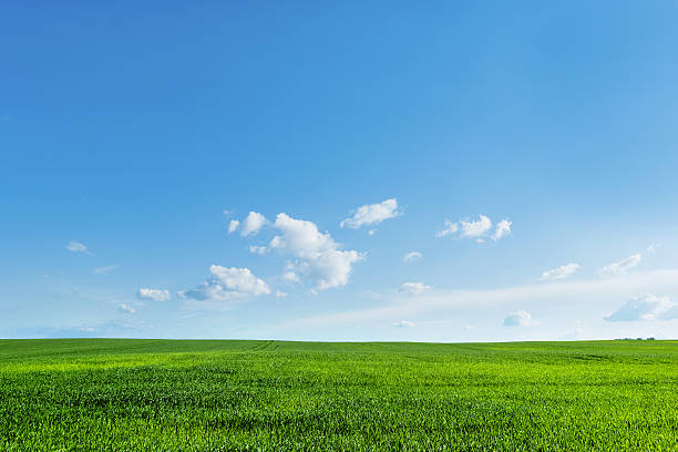 istock Countryside field natural background. Green grass and blue sky. 542936336