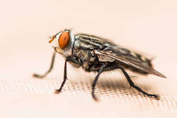 istock Sarcophaga Bercaea or Flesh fly 542937204