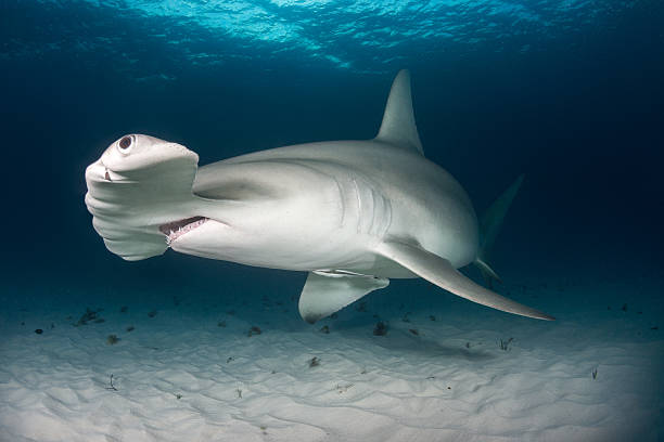 istock Hammerhead shark on the ocean floor 542937432