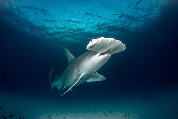 Hammerhead shark in the sea