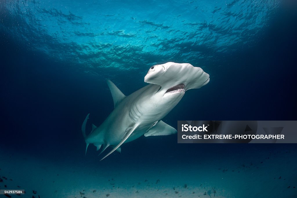 Hammerhead shark in the sea Low angle view of hammerhead shark swimming in the ocean. Hammerhead Shark Stock Photo