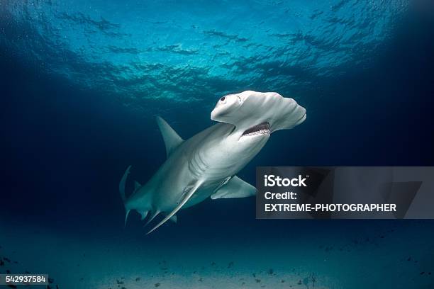Hammerhead Shark In The Sea Stock Photo - Download Image Now - Hammerhead Shark, Animal Wildlife, Sea